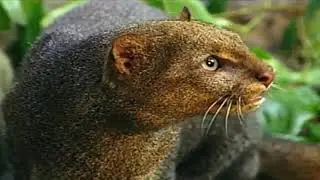 Sensa&ccedil;&otilde;es da Floresta Ombr&oacute;fila Mista