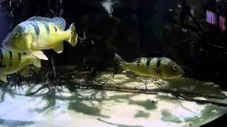 3.370 L Amazon predators tank 25/04/2016