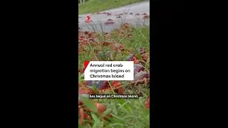 Annual red crab migration begins on Christmas Island