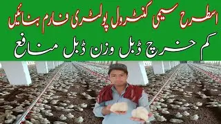 Control Shed poultry farming In Pakistan || semi control shed in pakistan