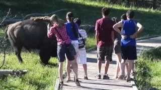 Bison Attack Yellowstone National Park!!!