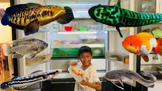Menemukan Ikan Dalam Kulkas Ikan Channa, Lele, Koi, Koki, Glofish, Molly, Cupang, Ikan Sapu Sapu
