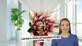 Benefits of rubber plant in house