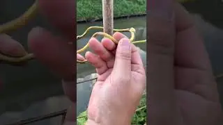 Wow, Vines are excellent natural ropes.