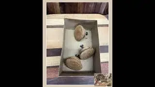 3 Wooden drawer knobs in antique box