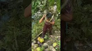 Nag iipon ng niyog na kanyang hahakutin gamit ang Alat #kopra  #coconutfarmer  #coconut