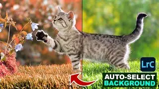 How To Auto Select Background and Change Color in Lightroom 2023