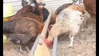 KALRO Kienyeji Indigenous Chicken Farming