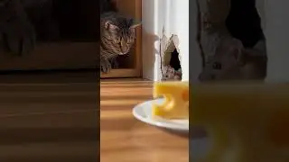 The Cat's Shocking Trap&hellip; Will the Mouse Outsmart the Predator #cats #mousetrap #wildlife