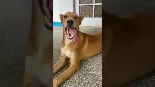 Akela puppy kiya karra hai