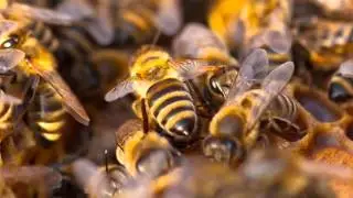 Bee Removal | Cave Creek, AZ &ndash; Cummings Termite & Pest Control