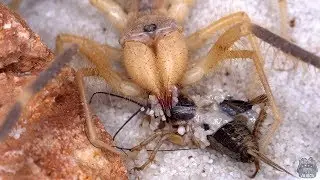 Update SOLFUGI oraz FEEDING #2.5