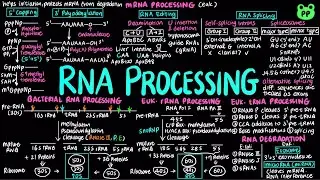 RNA Processing | Molecular Biology 06 | Biology & Biochem | PP Notes | Lehninger 6E Ch. 26.2