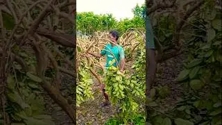 Guava Branch Bending &ndash; Natural Way to Boost Yield! 🌼 #shorts