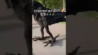 Lingan guli guli guli 🗣️🔥 (Credits: brainrot_page)