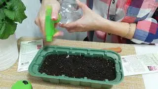 Посадка примулы обконика
