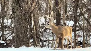 Wild Turkeys, Bucks, And Doe - Day 4 Of Snow - 1/27/26
