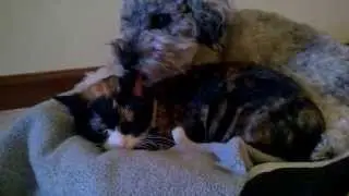 Amor perruno y gatuno... Dog Cat Love