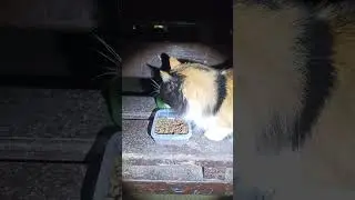 Heating Lucy in the Cat Shelter 🔥
