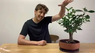 Gardenia beginner bonsai pruning