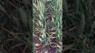 Number of tillers and  heads per M2 to measure crop density for crop yield calculations.