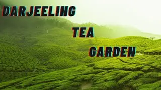 DARJEELING HIMALAYAN TEA GARDEN