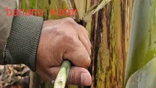 Banana Tree water ll banana ll 123 ,Banana Life hacks ll Best Medicine For kidneystone