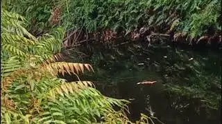 mancing casting toman#subscribe#cesting#toman 