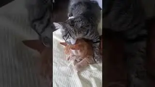 whiskers cleans brother charm