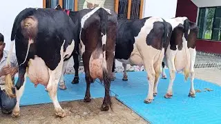 30/09/2025 ,50 Cows available at farm.  8127933448,9936366262,8127932875 
