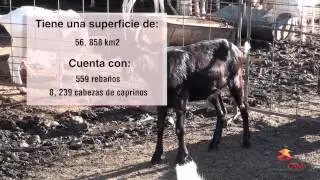 Campa&ntilde;a Nacional contra la Brucelosis en los Animales Ovino Caprino