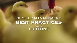 Broiler Management Best Practices: Lighting