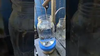 What am I doing? quince brandy spirit run, rum check #diy #homedistilling #brandy #rum #shine