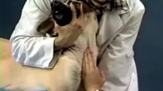 Blood Sample Collection Dog