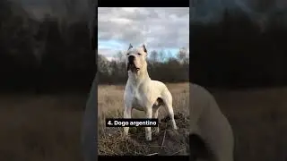 10 best fighting dogs | #shorts