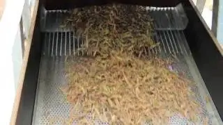 wattleseed processing