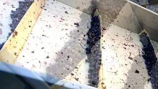 Grape reception at Chateau Bernateau, with optical sorting | BKWine