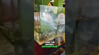 Ultimate Betta Fish Breeding: Tips and Tricks Unveiled!