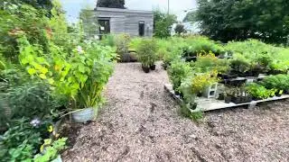 Exploring Redbud Native Nursery in Media, PA