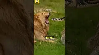 Mind-Blowing Animal Facts You Didn't Know! #animalfacts #wildlife #facts
