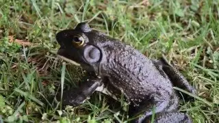 Oops I Scared the Bullfrog...Twice