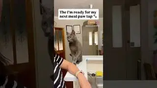 The I&rsquo;m ready for my next meal paw tap 🐾