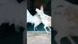 funny cock 🐓 voice 💞 & funny 🤣 monkey 🐒 and cute babies #comedy #monkey #cock  #viral #shorts #yt