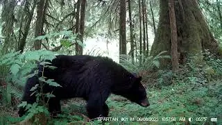 Oregon Coast Range Bobcats and Bears 2023