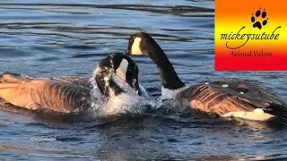 Geese Mating Dance And Mating