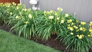 Happy Return Yellow Daylilies, mid spring through Fall blooming perennials.