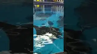 Giant Manta Ray
