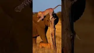 Elephant Charges Leopard To Save Stolen Lion Cub