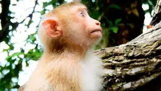 Poor Baby Monkey Pigtail Rose Staying Silent Alone.