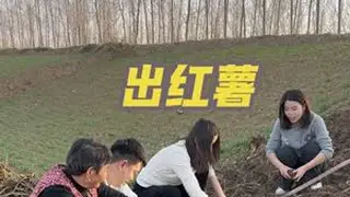 妈妈种的红薯可以出了，都说下了霜之后的红薯吃着更甜#我的乡村生活 #接地气 #红薯